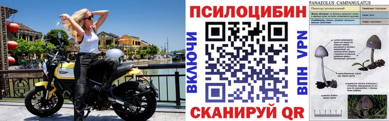 Галлюциногенные грибы Psilocybine cubensis Дзержинск